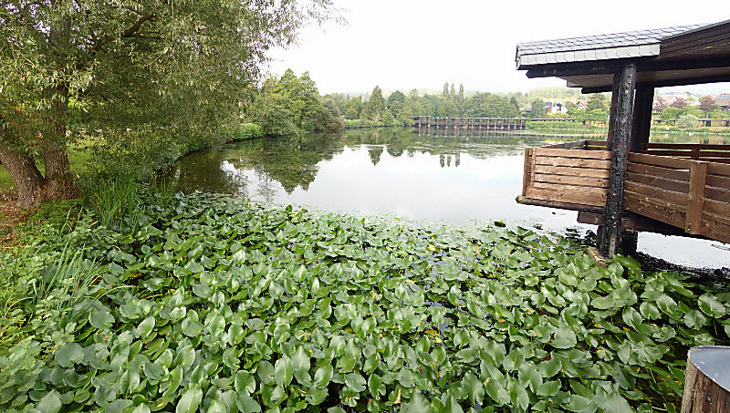 Weiskirchen-Kurparkweiher-1110258